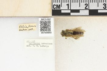 Media type: image;   Entomology 769893 Aspect: Labels